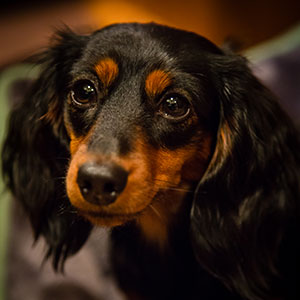 Frankie the Dachshund